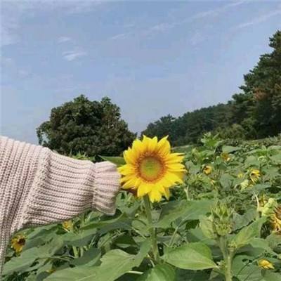 狂暴小鸡屠龙高爆bt版下载